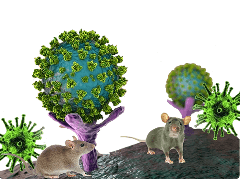 Hantavirus logo