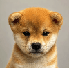 just a dog logo